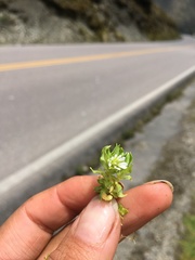 Stellaria weddellii
