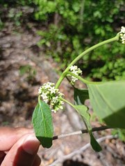 Marsdenia gualanensis