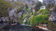 Heleophryne purcelli