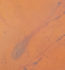 Heleophryne purcelli