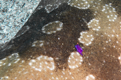 Sagaminopteron ornatum