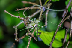 Phricta aberrans