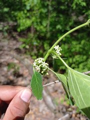 Marsdenia gualanensis