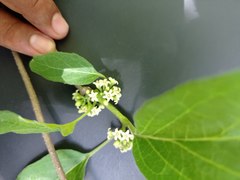 Marsdenia gualanensis