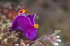 Sagaminopteron ornatum