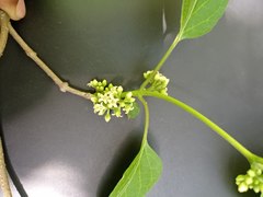 Marsdenia gualanensis