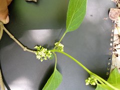 Marsdenia gualanensis