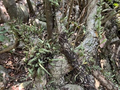 Pyrrosia adnascens