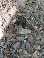 Asiomorpha coarctata