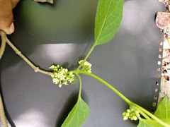 Marsdenia gualanensis