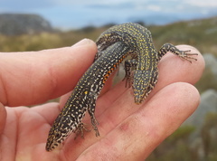 Tropidosaura gularis