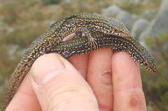 Tropidosaura gularis