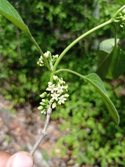 Marsdenia gualanensis