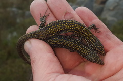 Tropidosaura gularis