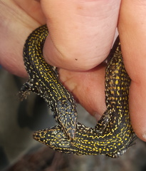 Tropidosaura gularis