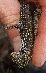 Tropidosaura gularis