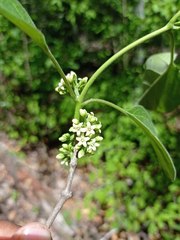 Marsdenia gualanensis