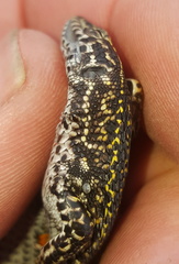 Tropidosaura gularis