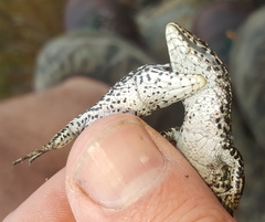 Tropidosaura gularis