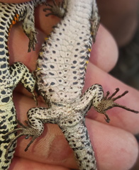 Tropidosaura gularis