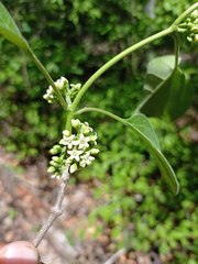 Marsdenia gualanensis