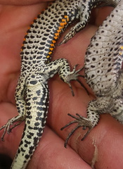 Tropidosaura gularis