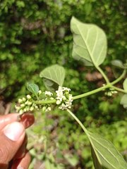 Marsdenia gualanensis