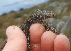 Tropidosaura gularis