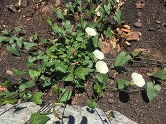 Calystegia purpurata