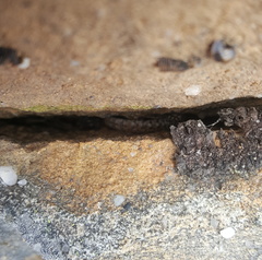 Tropidosaura gularis