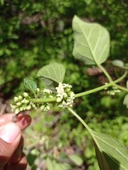 Marsdenia gualanensis