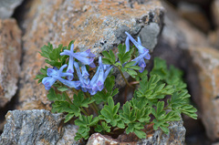 Corydalis alpestris