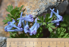 Corydalis alpestris
