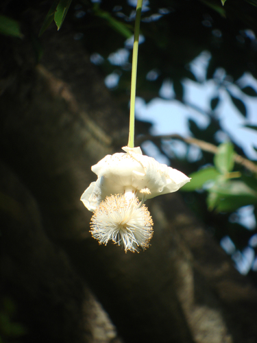 African baobab