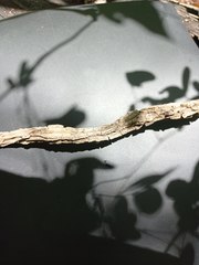 Marsdenia gualanensis
