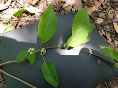 Marsdenia gualanensis