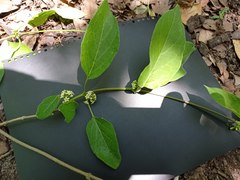 Marsdenia gualanensis