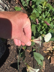 Calystegia purpurata