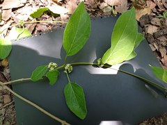 Marsdenia gualanensis