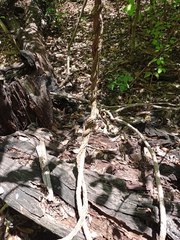 Marsdenia gualanensis
