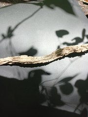 Marsdenia gualanensis