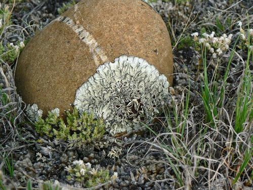Xanthoparmelia subdecipiens