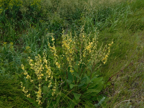 Nettle-leaf mullein (Verbascum chaixii)