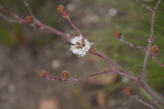 Senecio cymbalarifolius