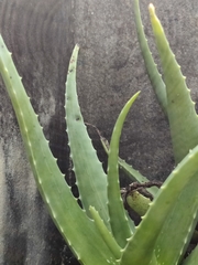 Aloe vera