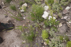 Senecio cymbalarifolius