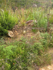 Ixia polystachya polystachya