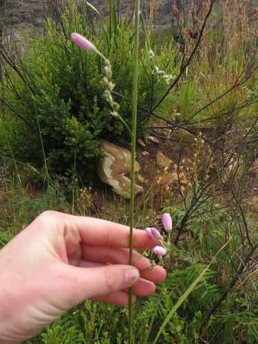 Image of Ixia polystachia by (c) Jeremy Gilmore, some rights reserved (CC BY)