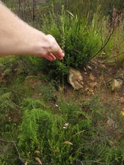 Ixia polystachya polystachya