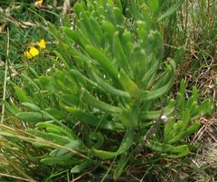 Limbarda crithmoides